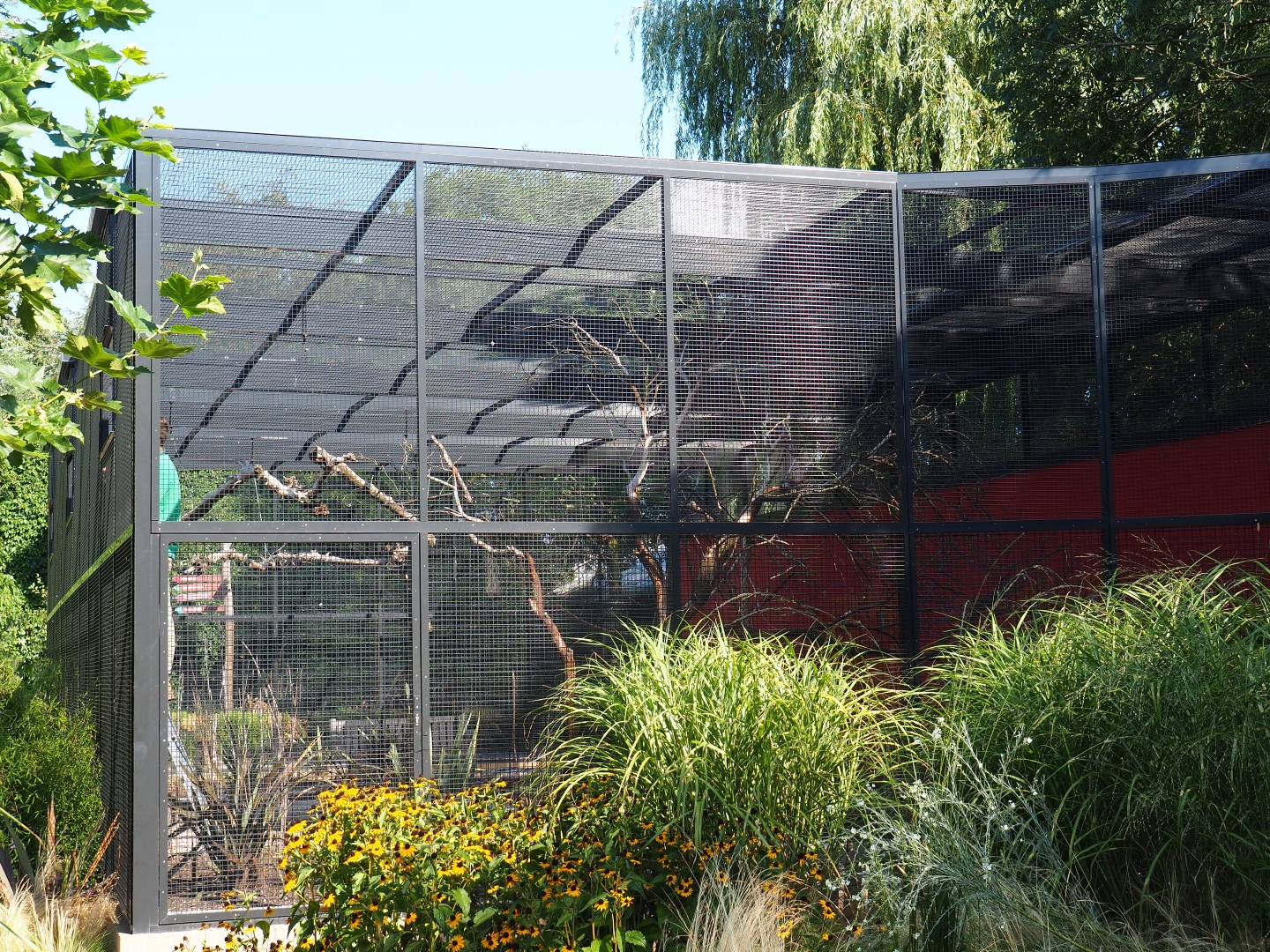 Galah - Kookaburra - Eclectus parrot aviary (Sep 2nd, 2018)