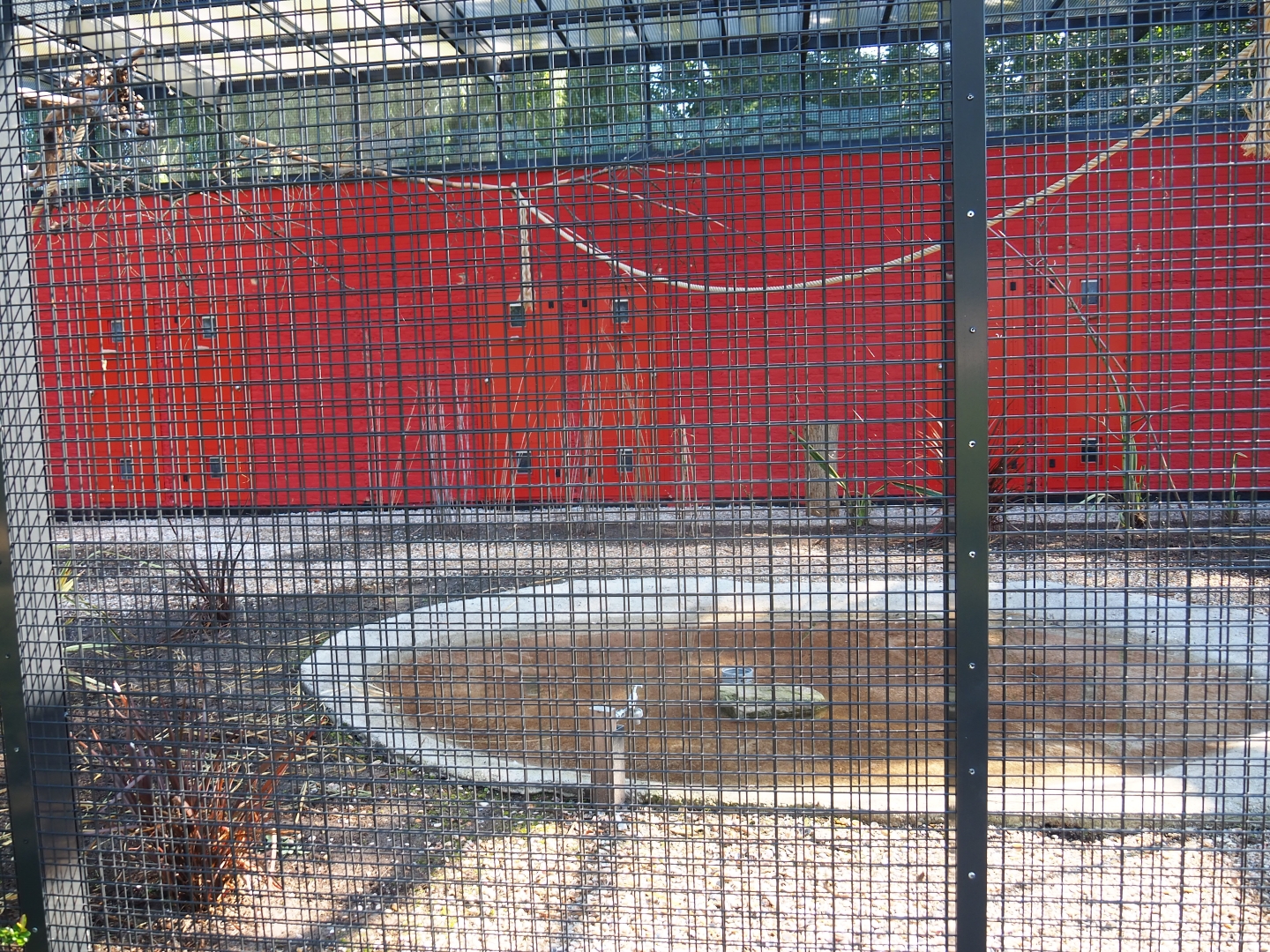 Galah - Kookaburra - Eclectus parrot aviary (Sep 2nd, 2018)