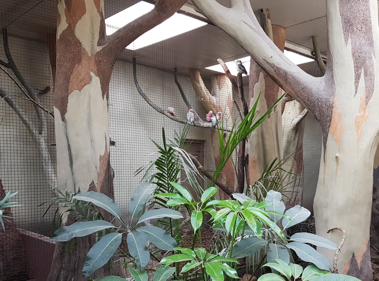 Galah - Kookaburra indoor-aviary