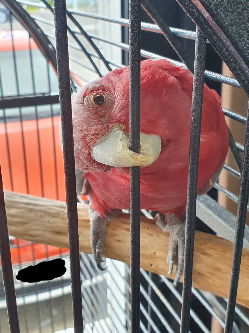 Galah, Masterton Pet Shop