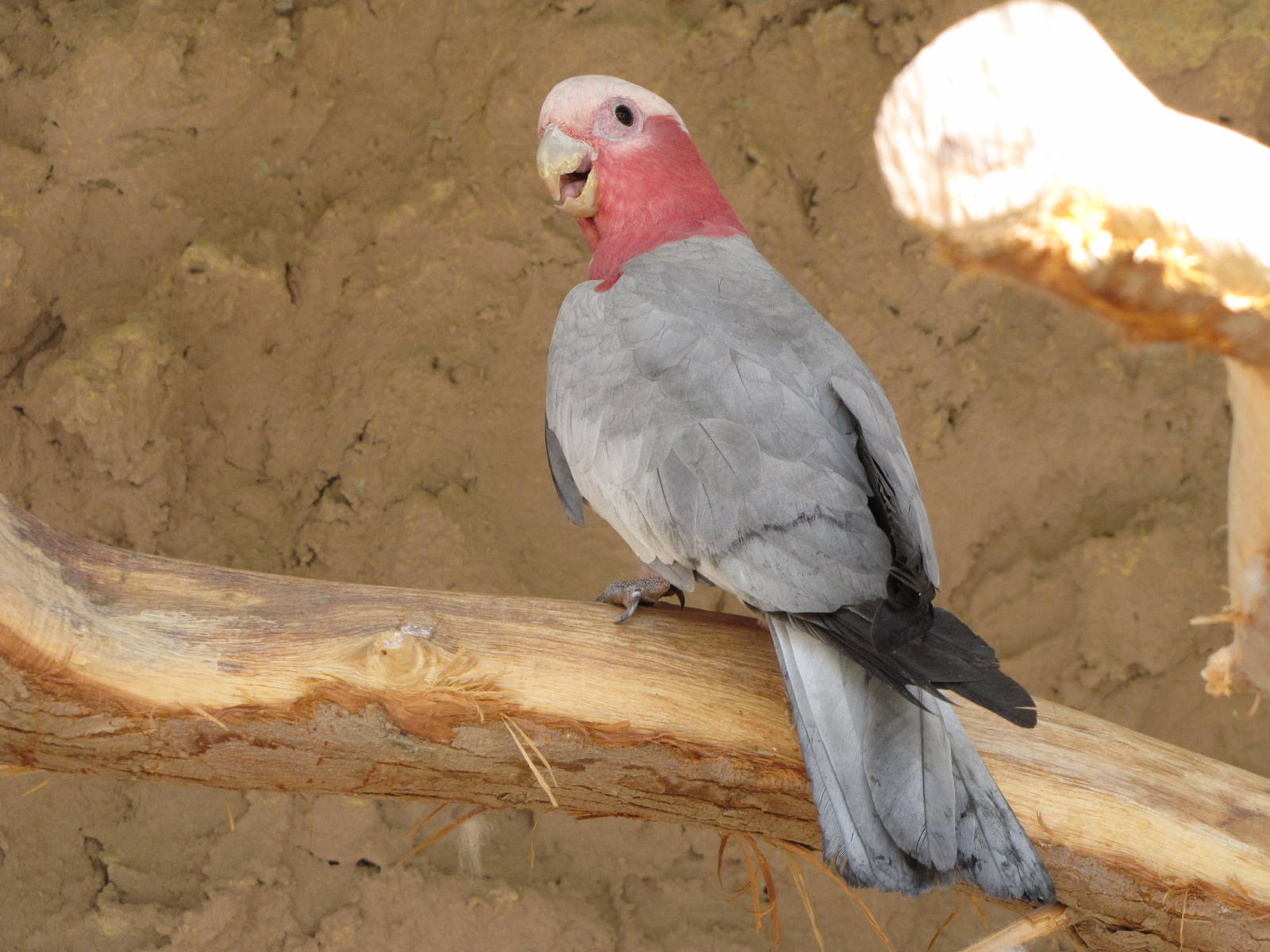 Galah or Rose-breasted Cockatoos