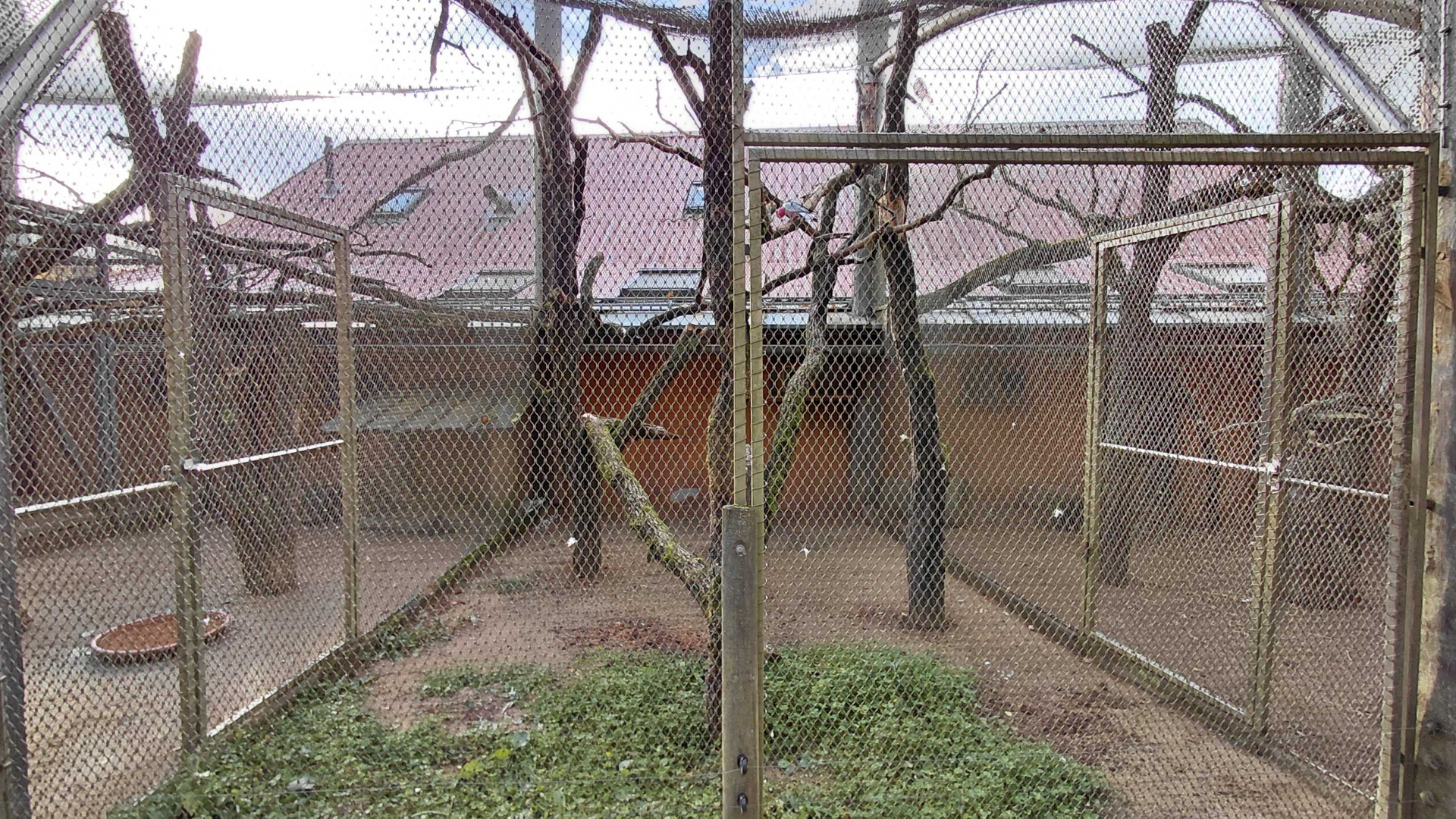 Galah outdoor exhibit