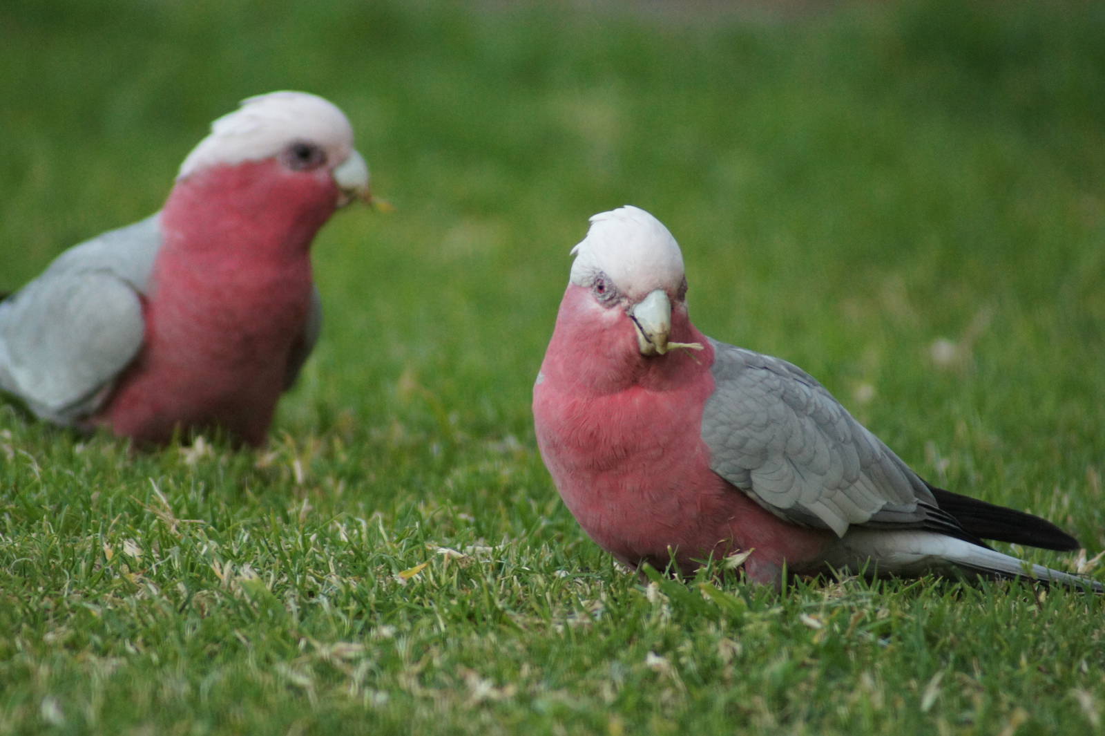 Galah pair