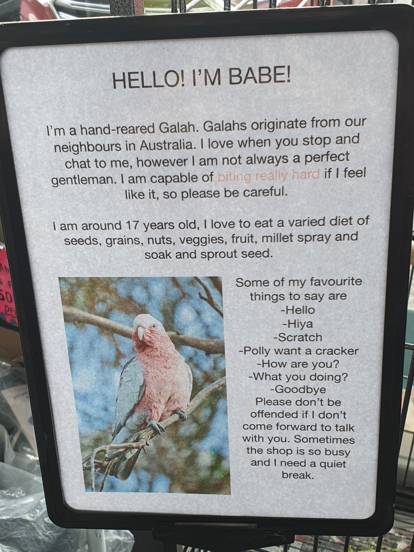 Galah signage, Masterton Pet Shop