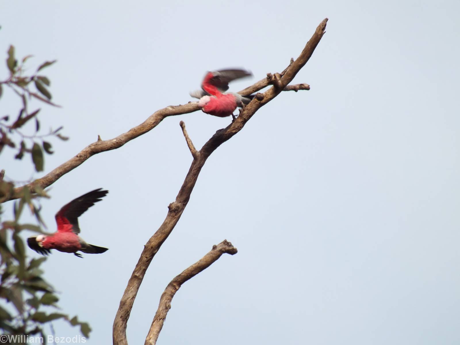 Galah Takeoff