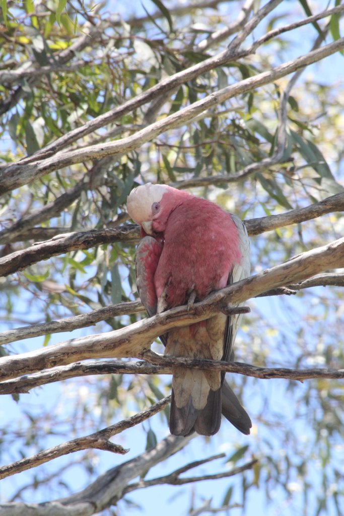 Galah - wild