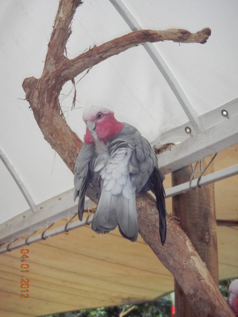 Galah - Wildlife Habitat 2012