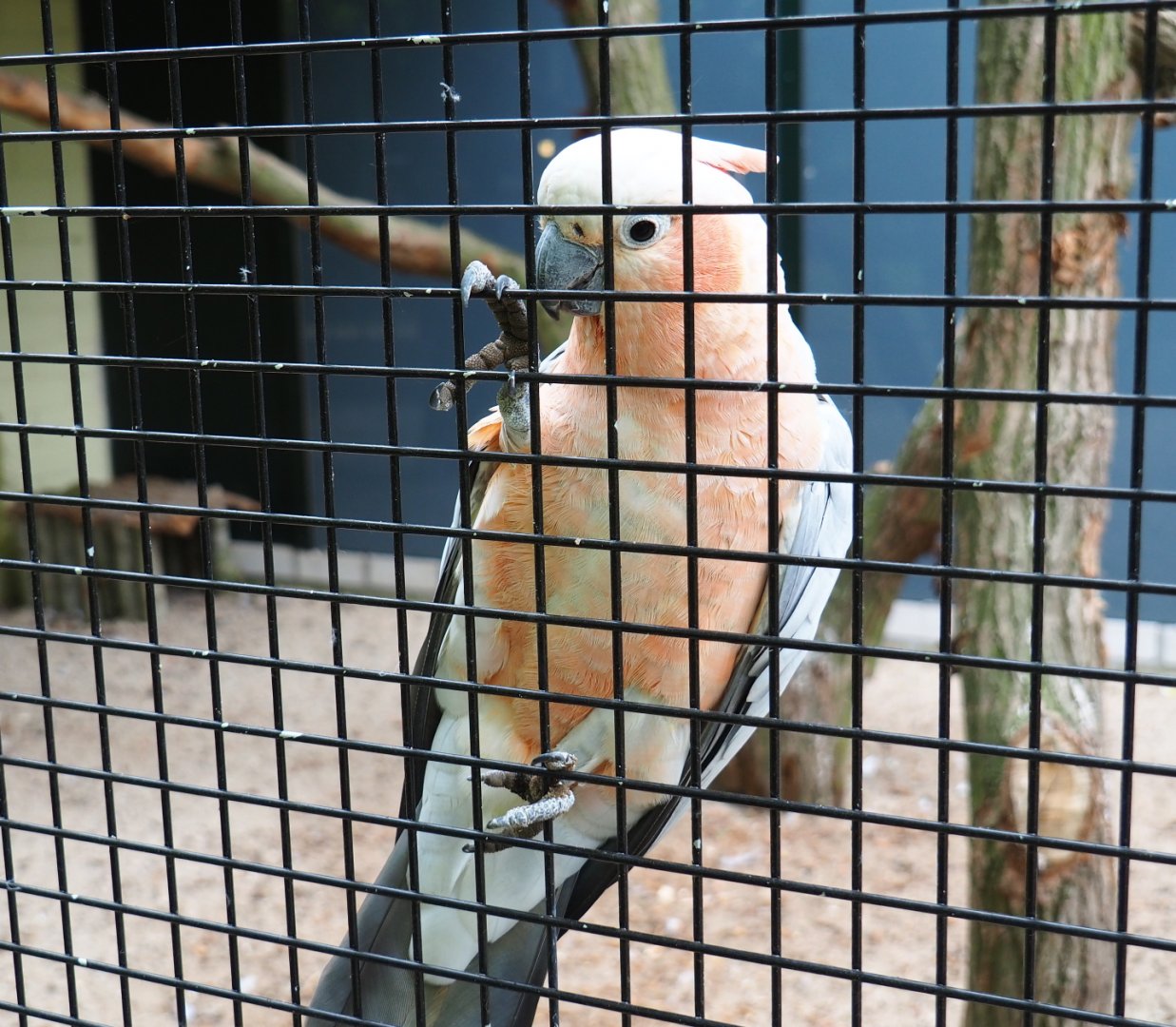 Galah x Lesser sulphur-crested hybrid cockatoo (Eolophus roseicapilla x Cacatua sulphurea), 2019-05-25