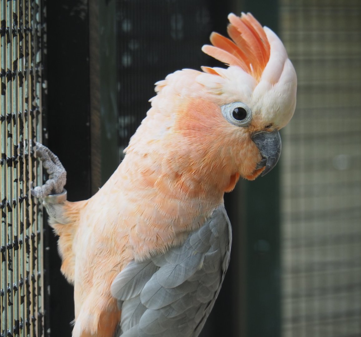 Galah x Lesser sulphur-crested hybrid cockatoo (Eolophus roseicapilla x Cacatua sulphurea), 2019-05-25