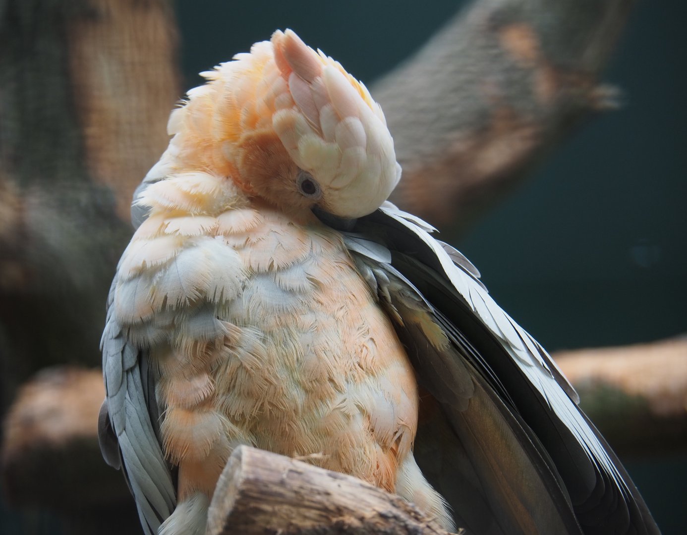 Galah x Lesser sulphur-crested hybrid cockatoo (Eolophus roseicapilla x Cacatua sulphurea), 2019-05-25
