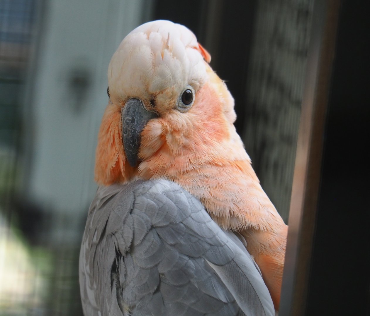 Galah x Lesser sulphur-crested hybrid cockatoo (Eolophus roseicapilla x Cacatua sulphurea), 2019-05-25