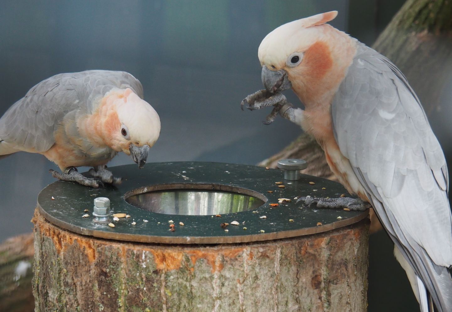 Galah x Lesser sulphur-crested hybrid cockatoos (Eolophus roseicapilla x Cacatua sulphurea), 2019-05-25