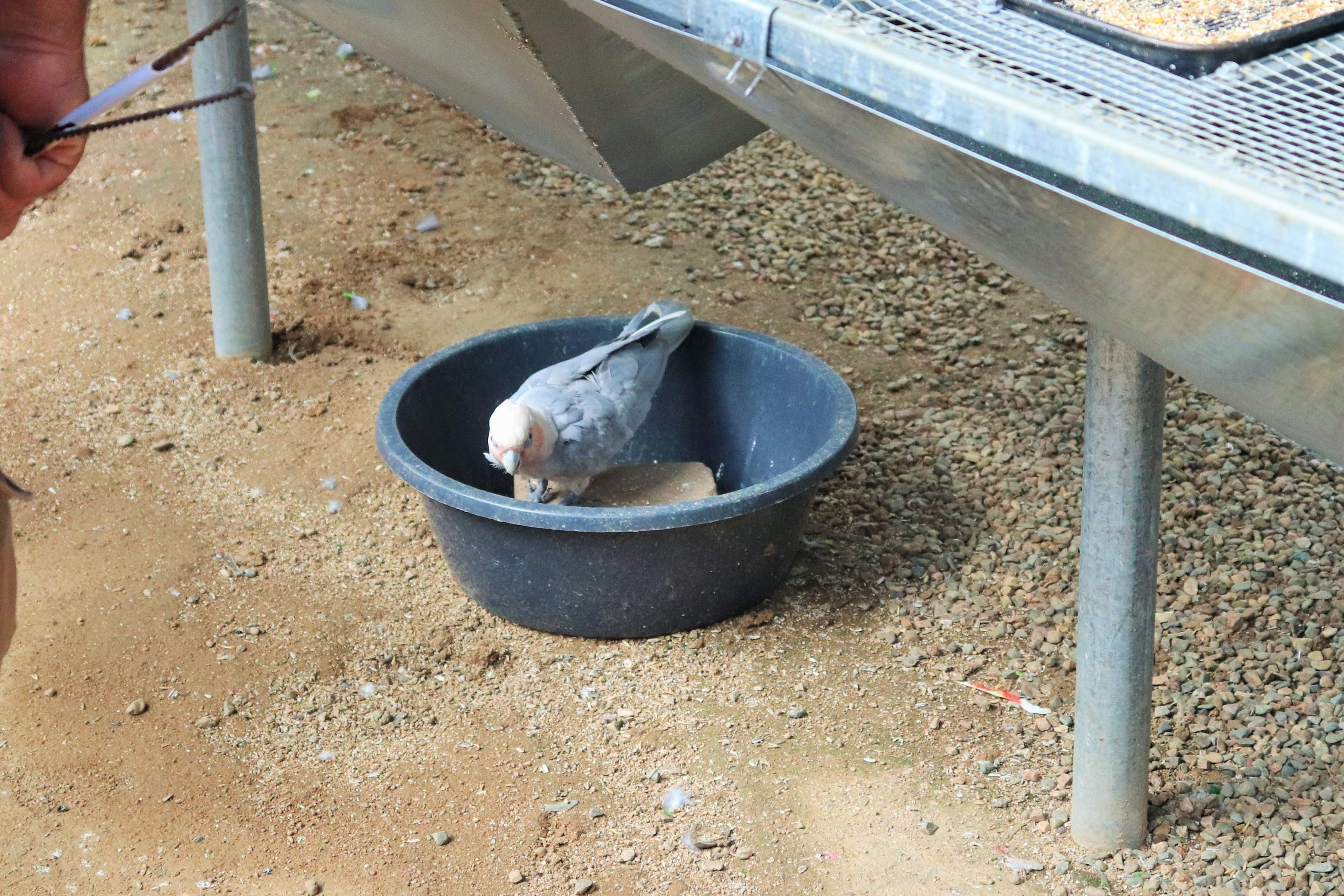 Galah x Little Corella (Eolophus roseicapilla x Cacatua sanguinea)