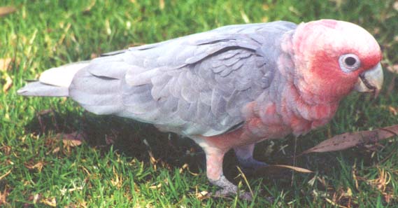 Galah x Long Billed Corella