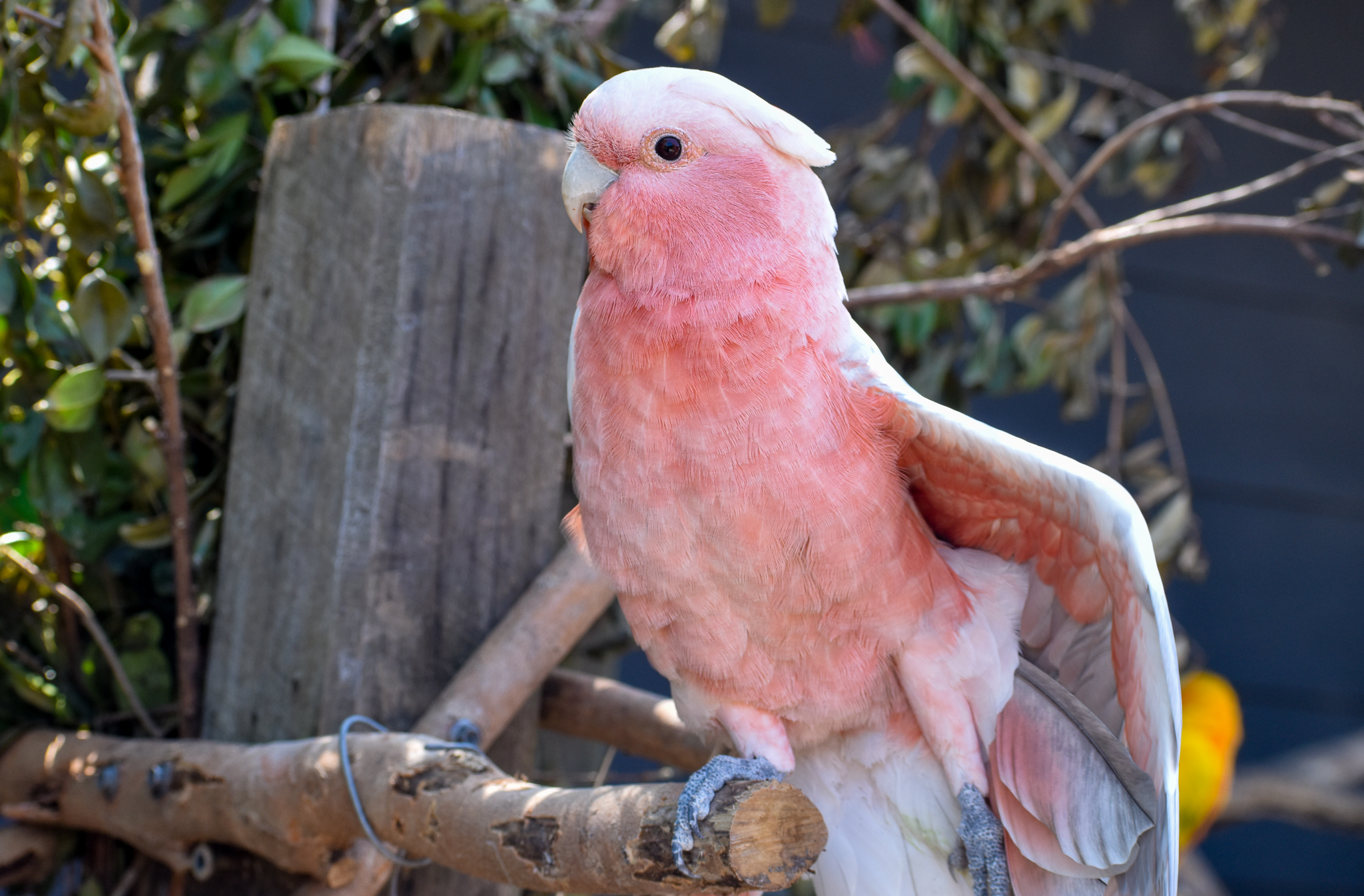 Galah x Major Mitchell's Cockatoo