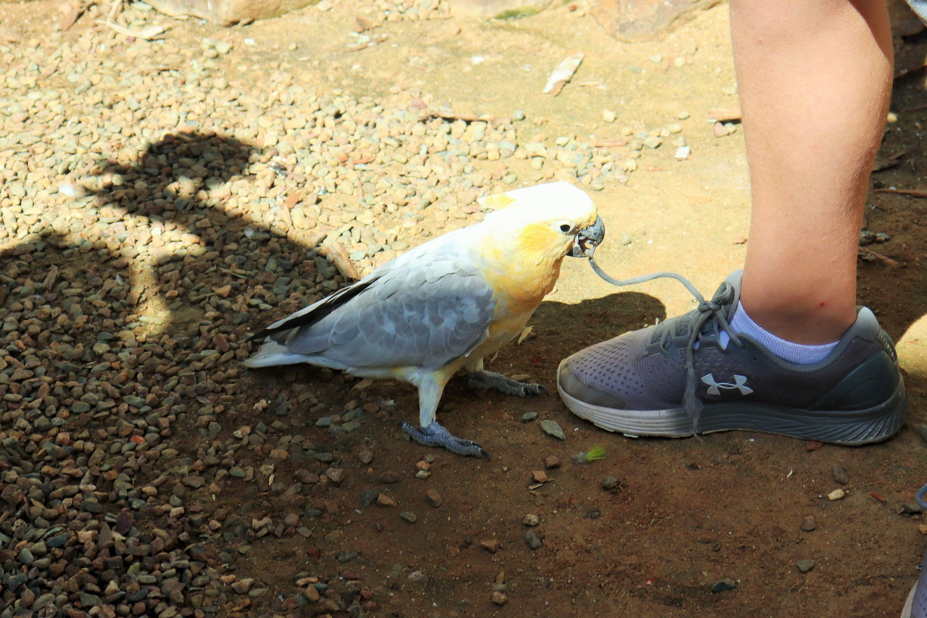 Galah x Sulphur Crested Cockatoo (Eolophus roseicapilla x  Cacatua galerita)
