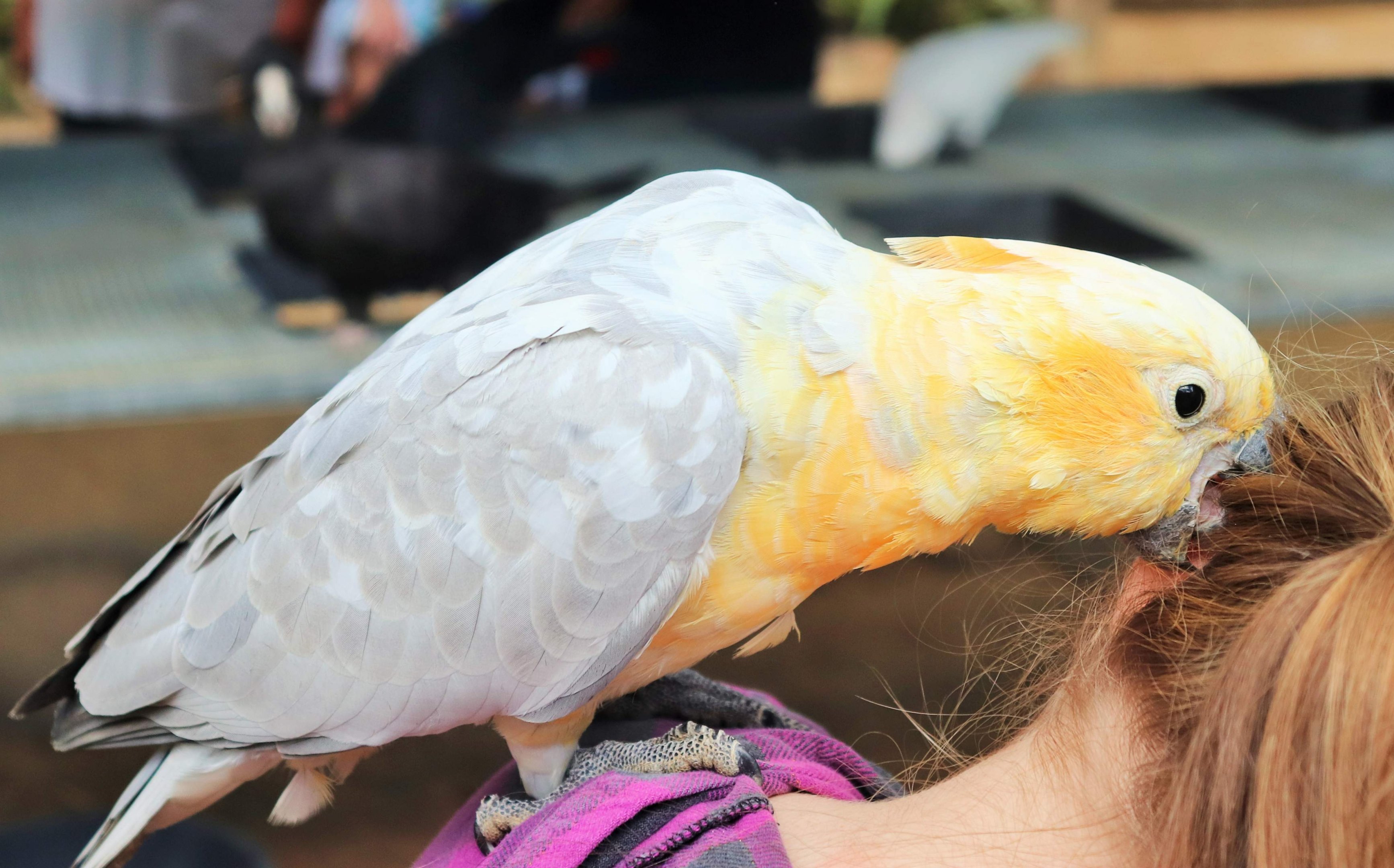 Galah x Sulphur Crested Cockatoo (Eolophus roseicapilla x Cacatua galerita)