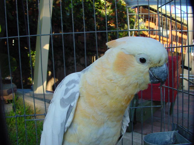 Galah x Sulpur crested Cockatoo