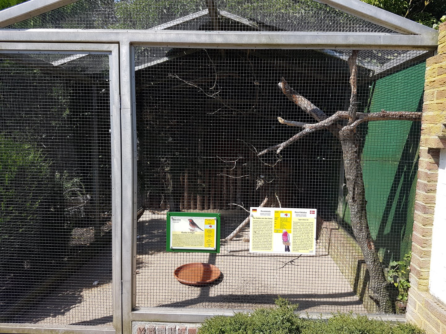 Galah - Zebrafinch-aviary