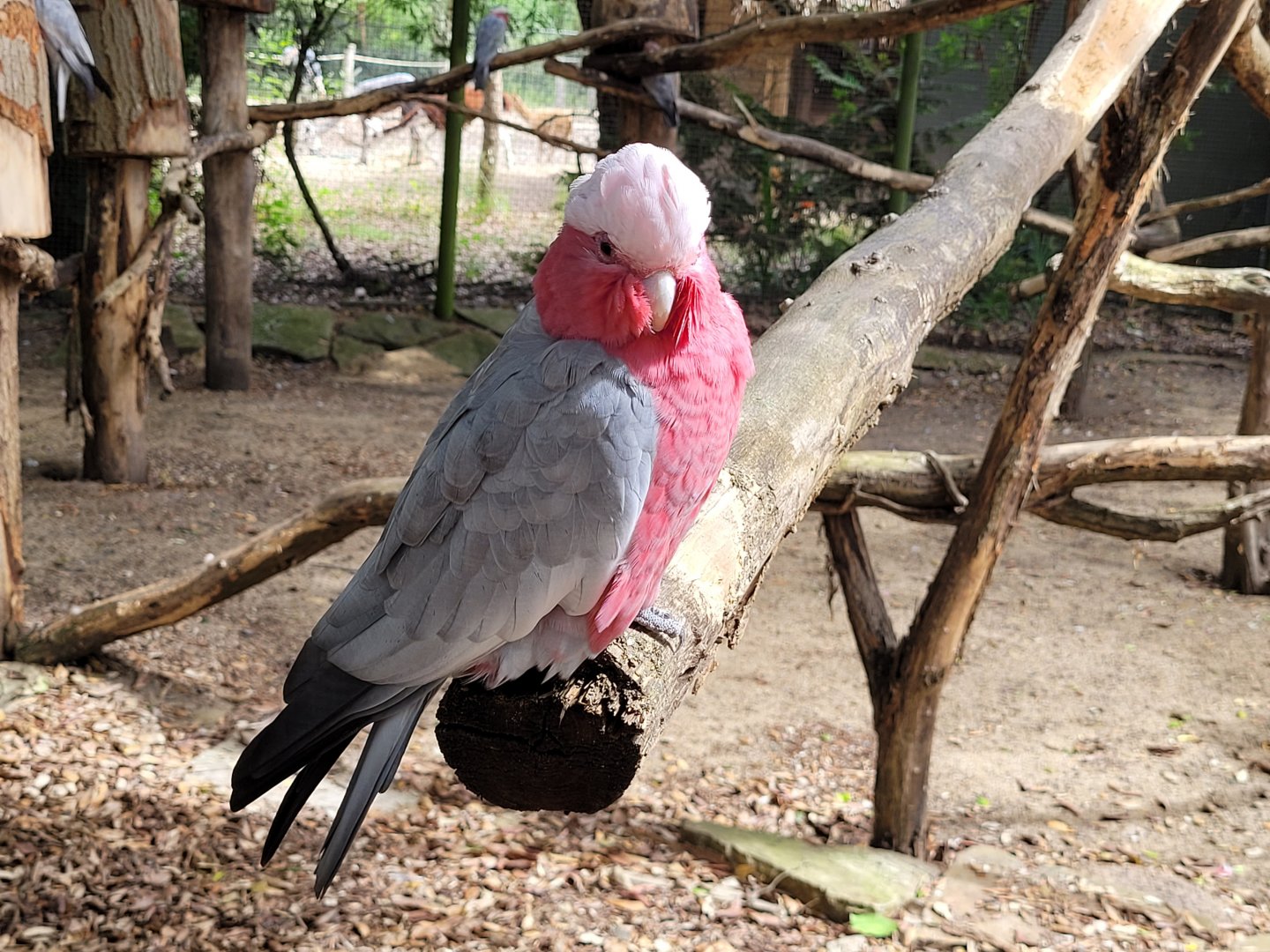 Galah -Zoo de Labenne (2024)