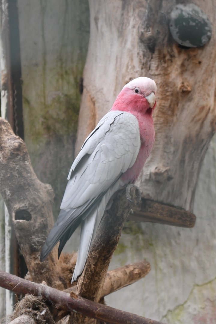 Galah (Zoo Lourosa)