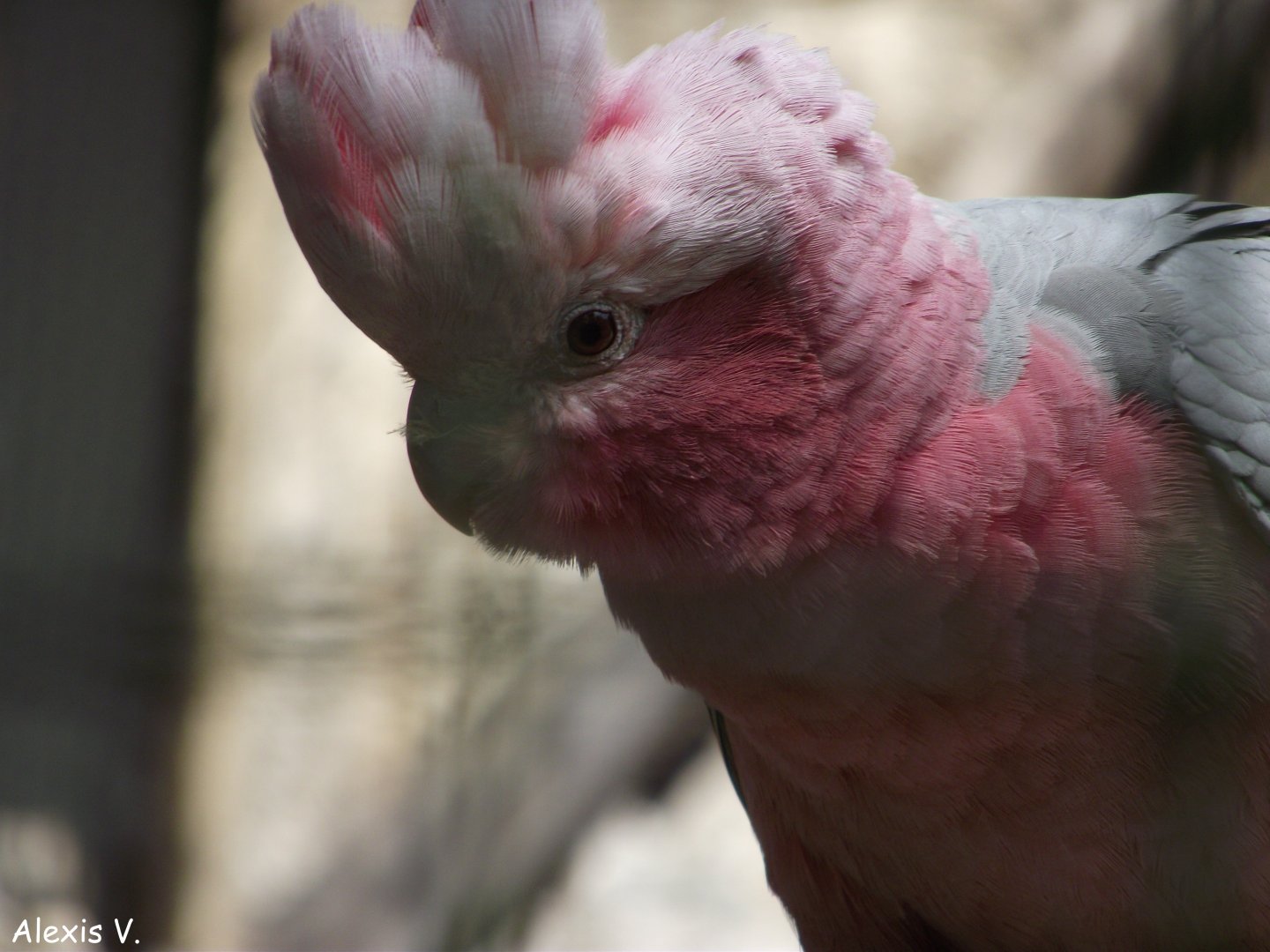 Galah - Zooparc de Beauval - 06/2014