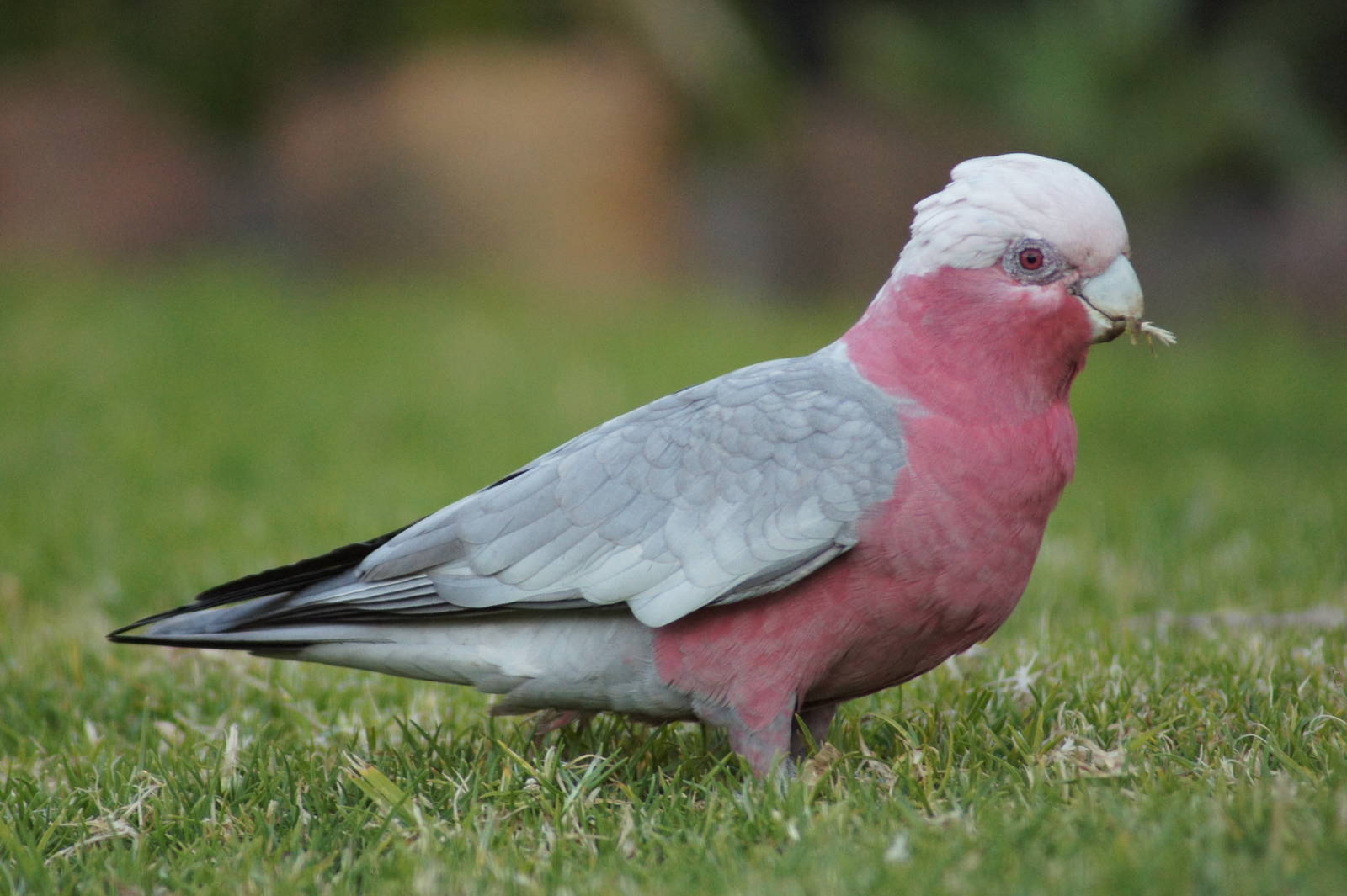 Galah