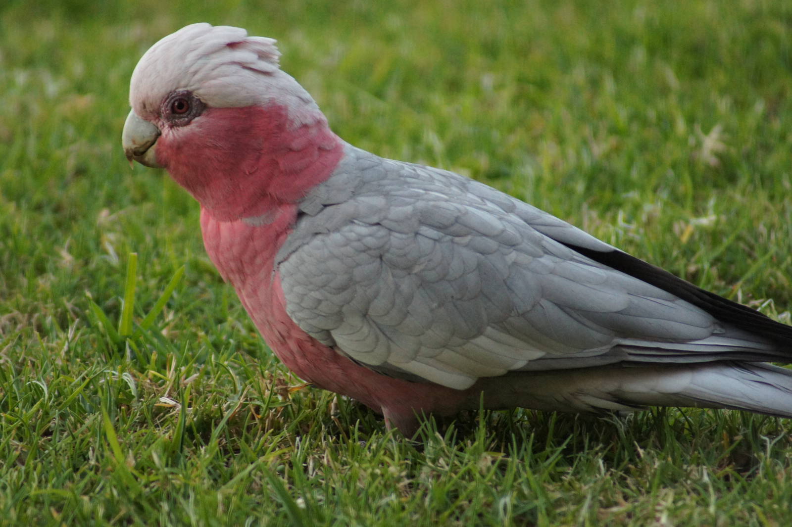 Galah
