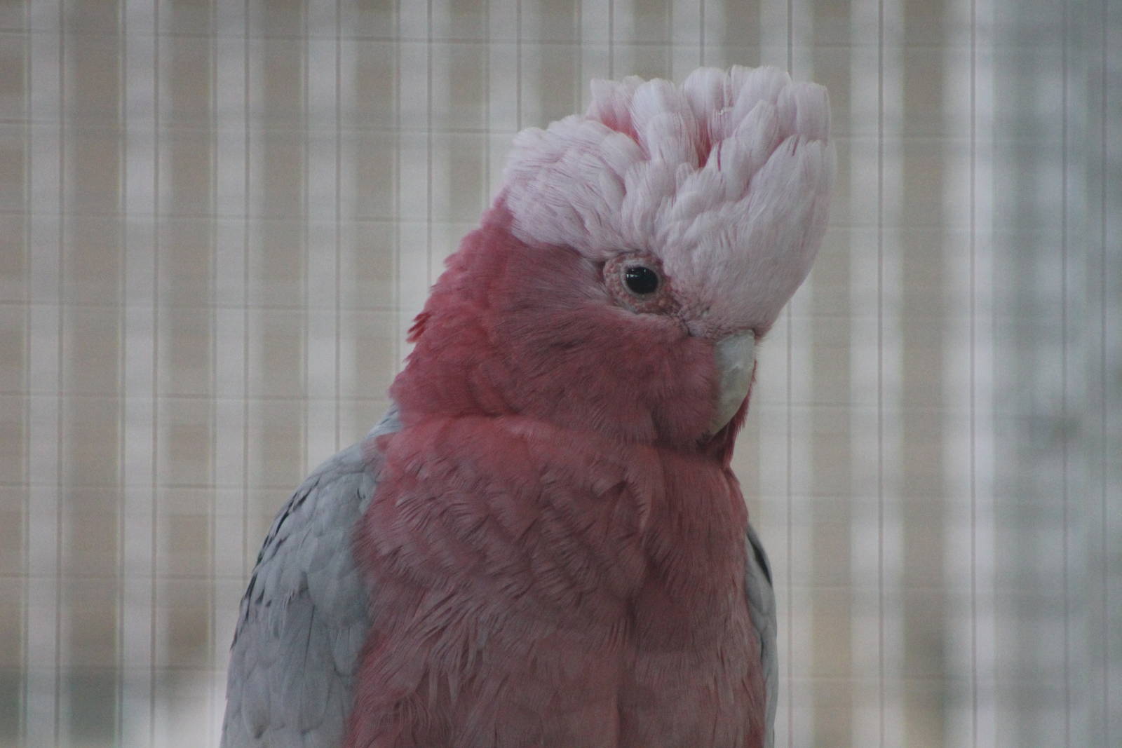galah