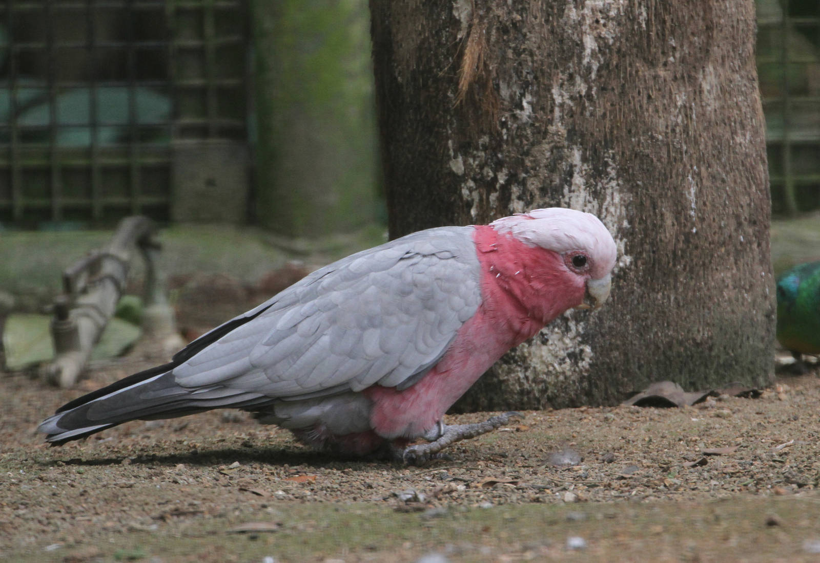 Galah