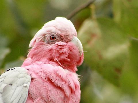 Galah