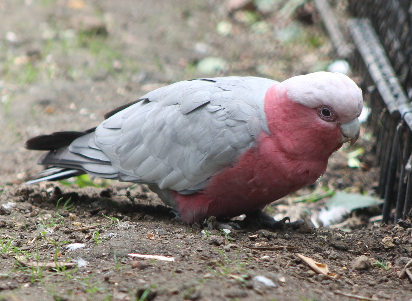 Galah