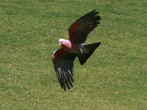 Galah