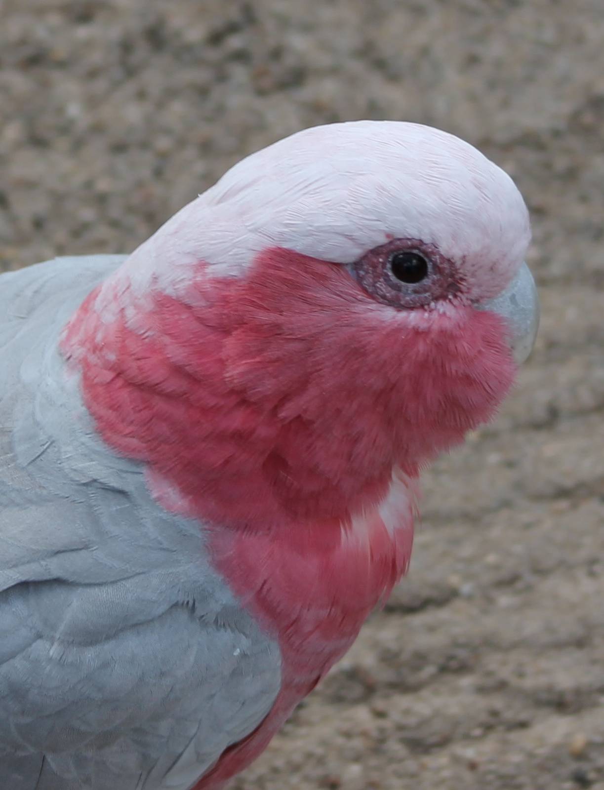Galah