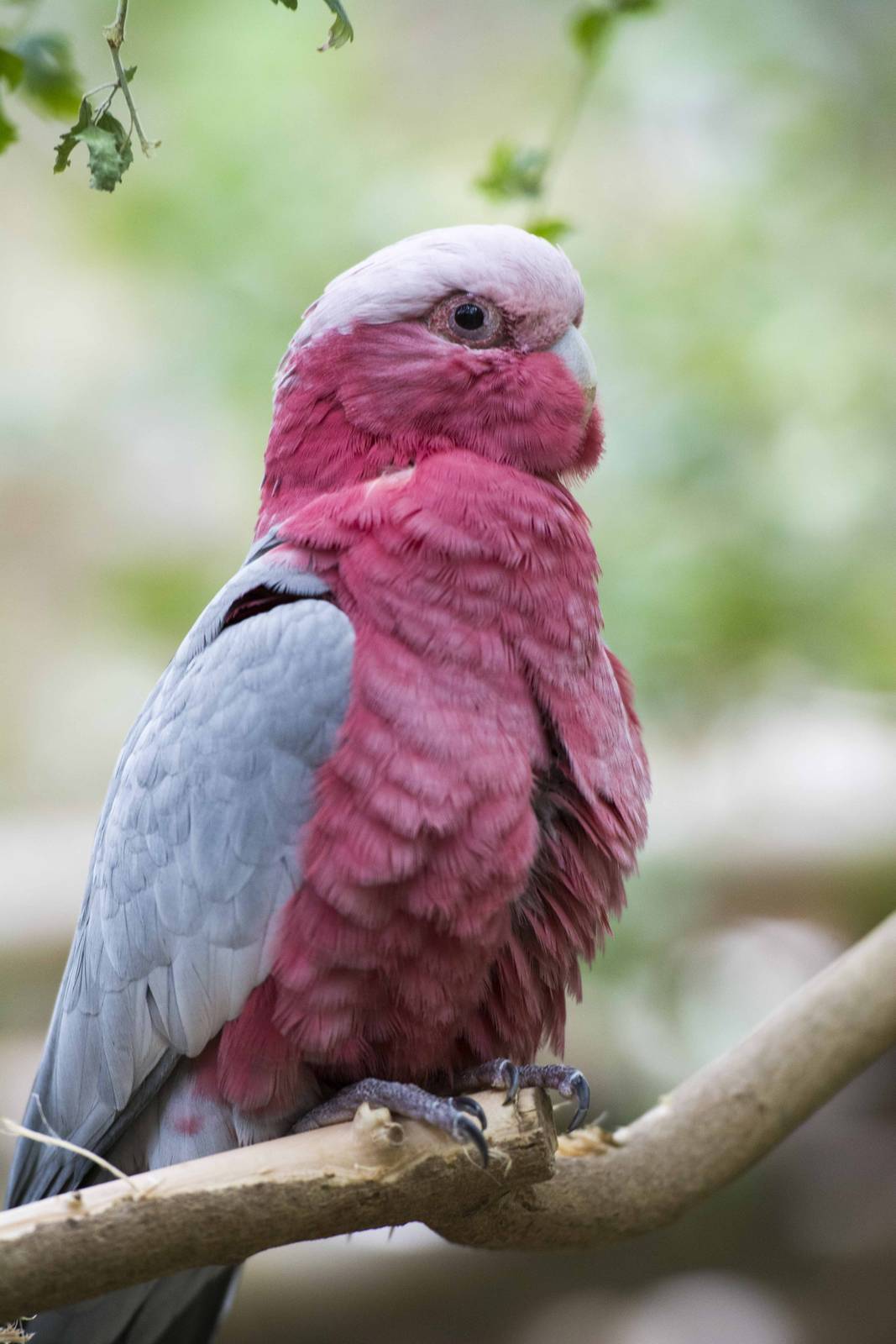 Galah