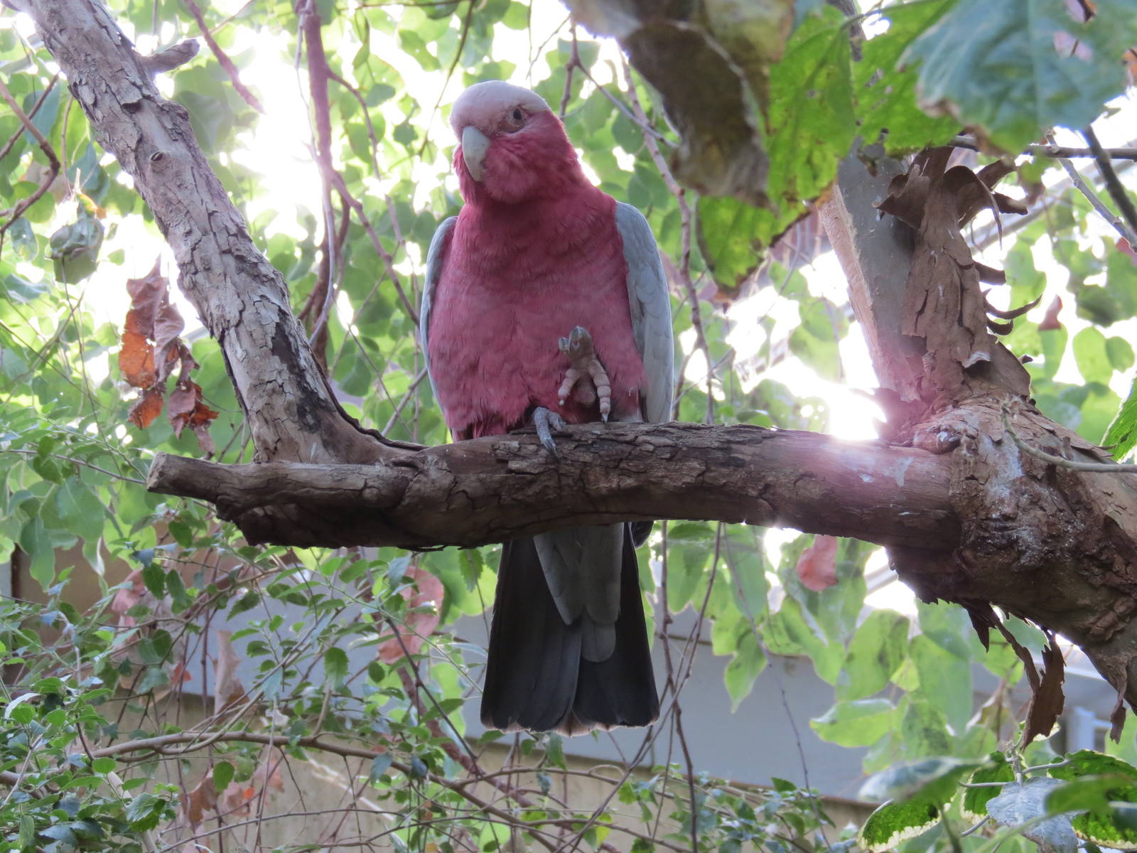 Galah