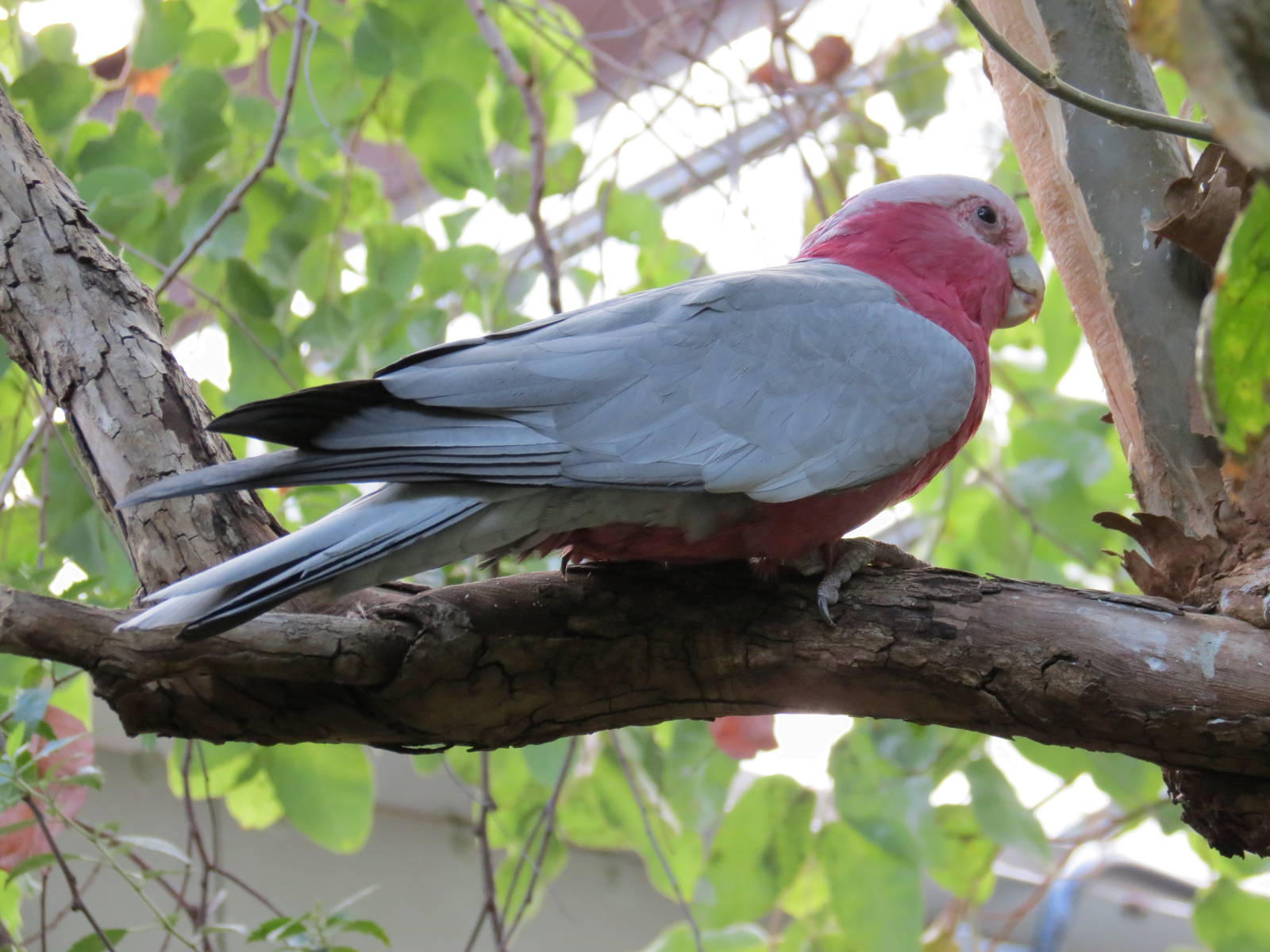 Galah