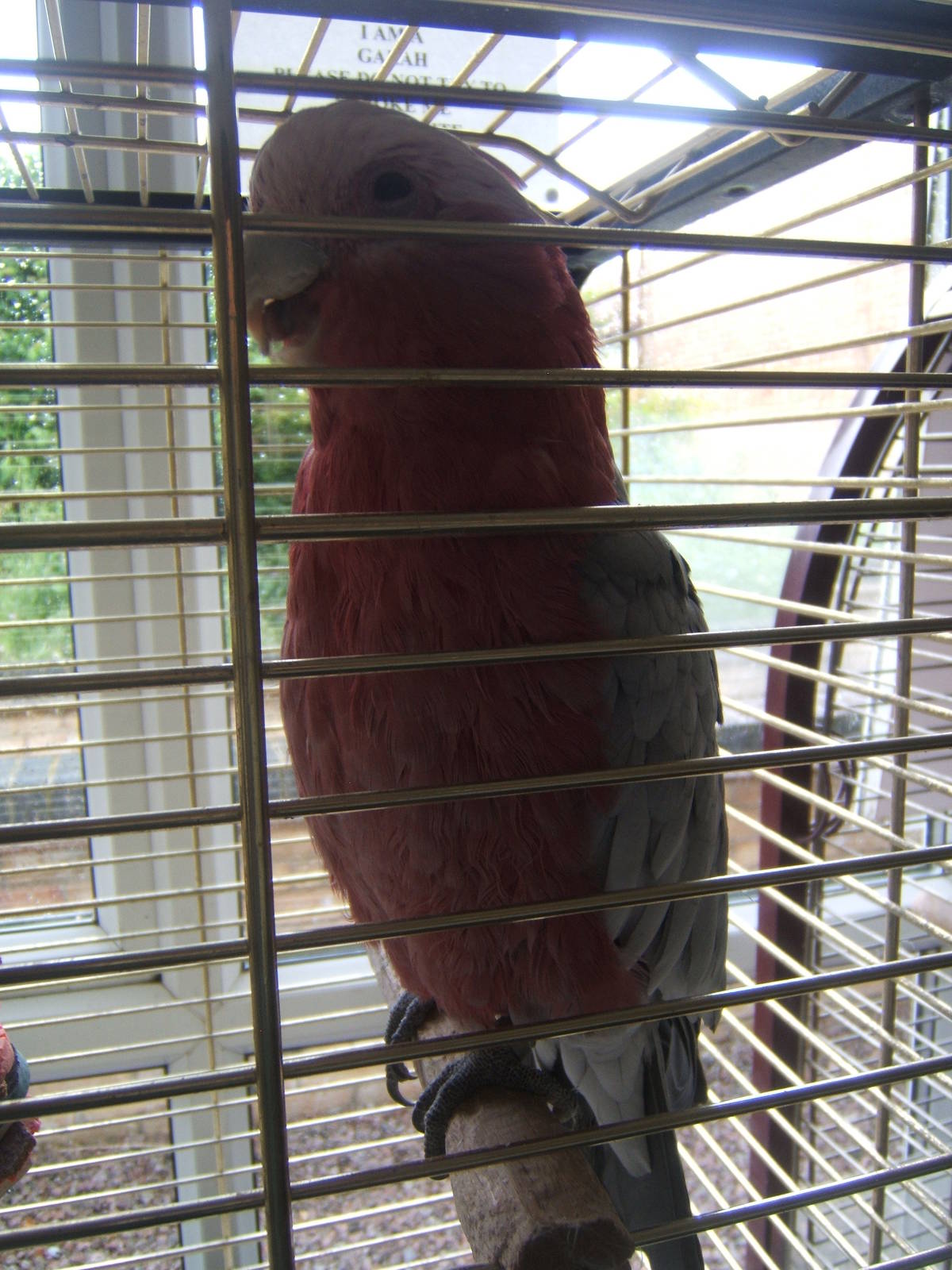 Galah