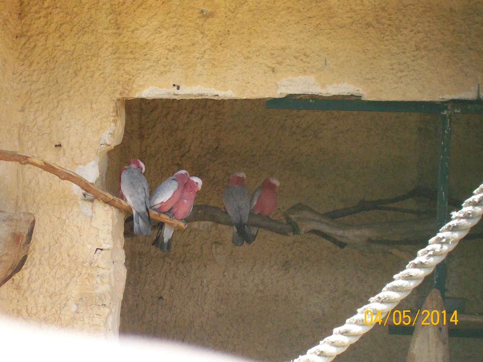 Galah