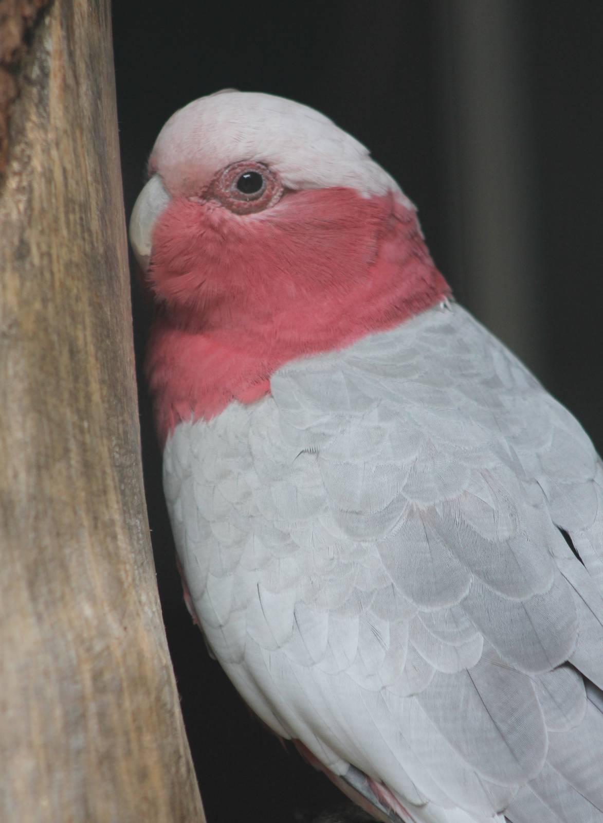 Galah