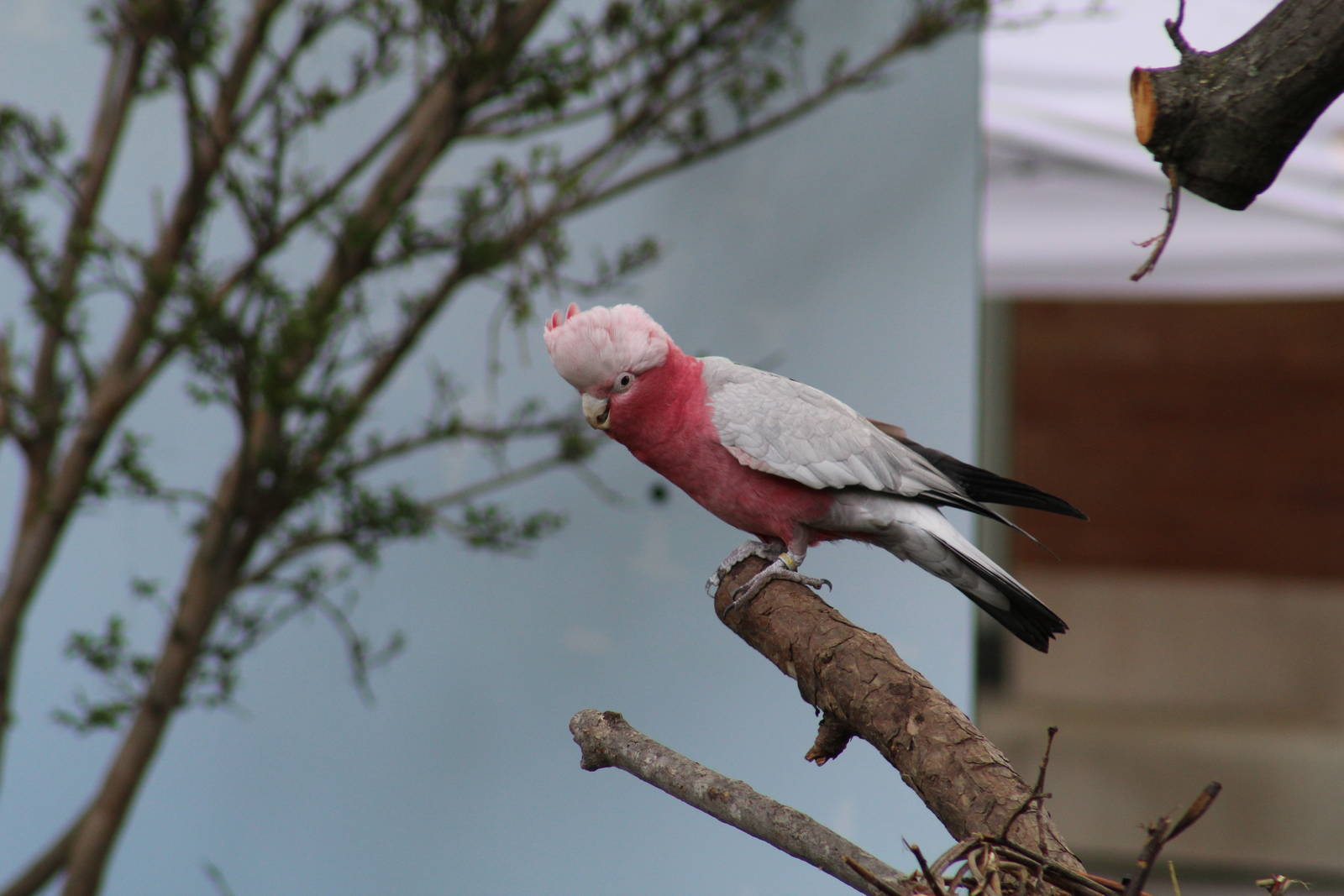 Galah