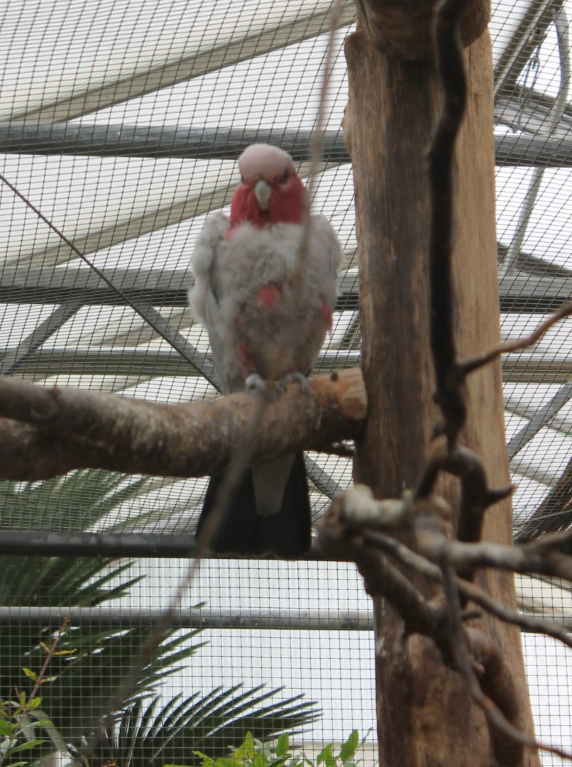 Galah