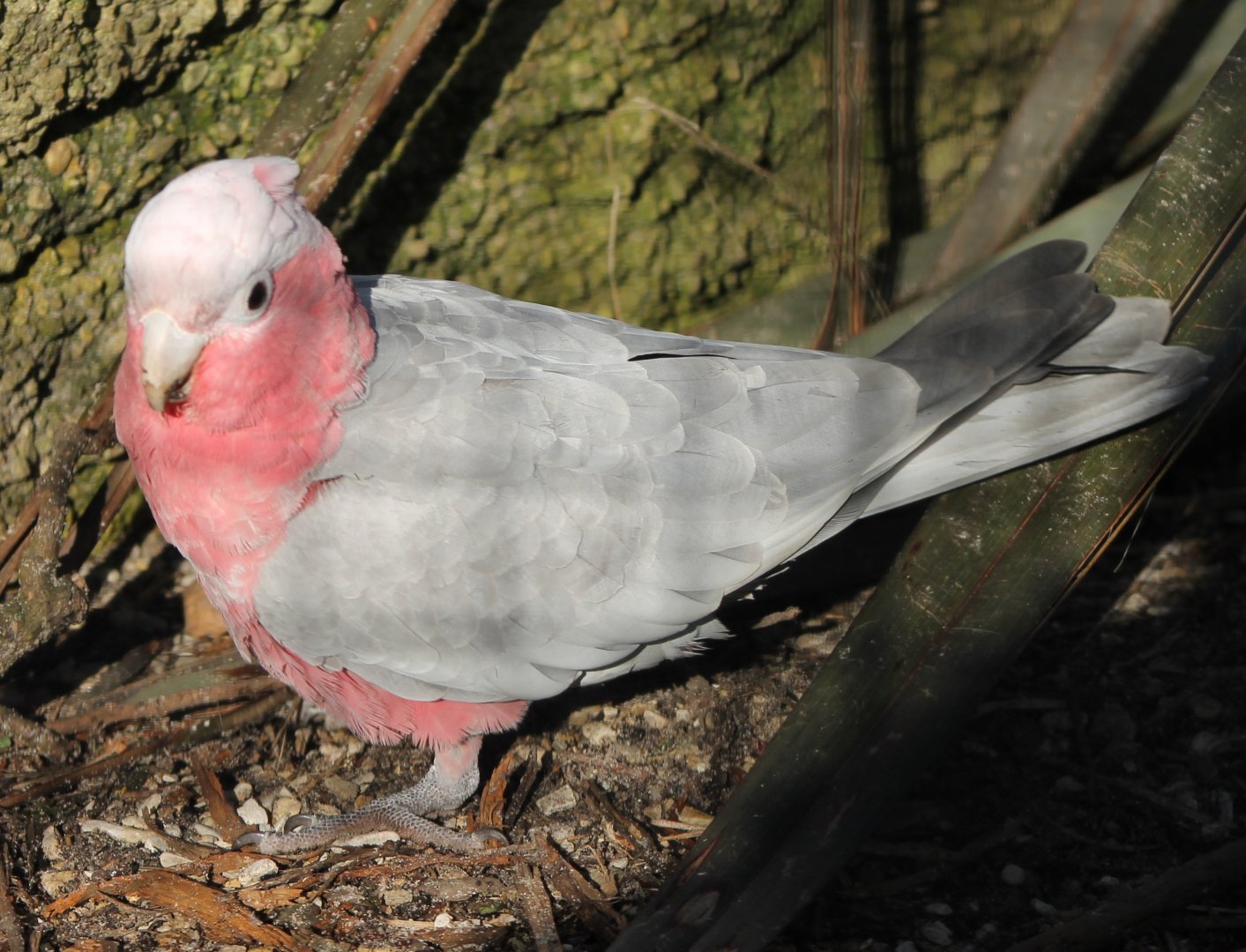 Galah