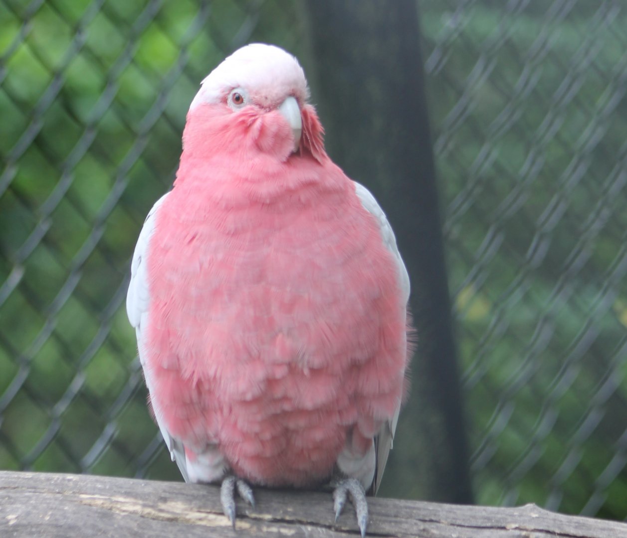 Galah