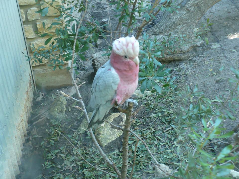 Galah