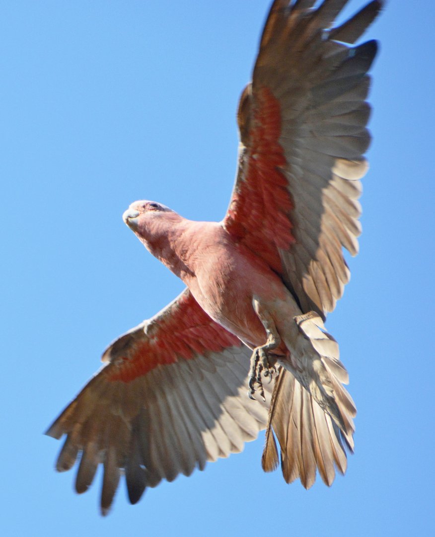 Galah