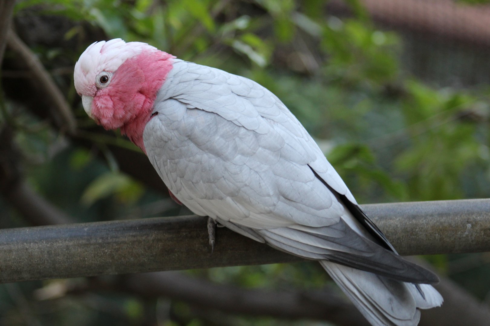 Galah