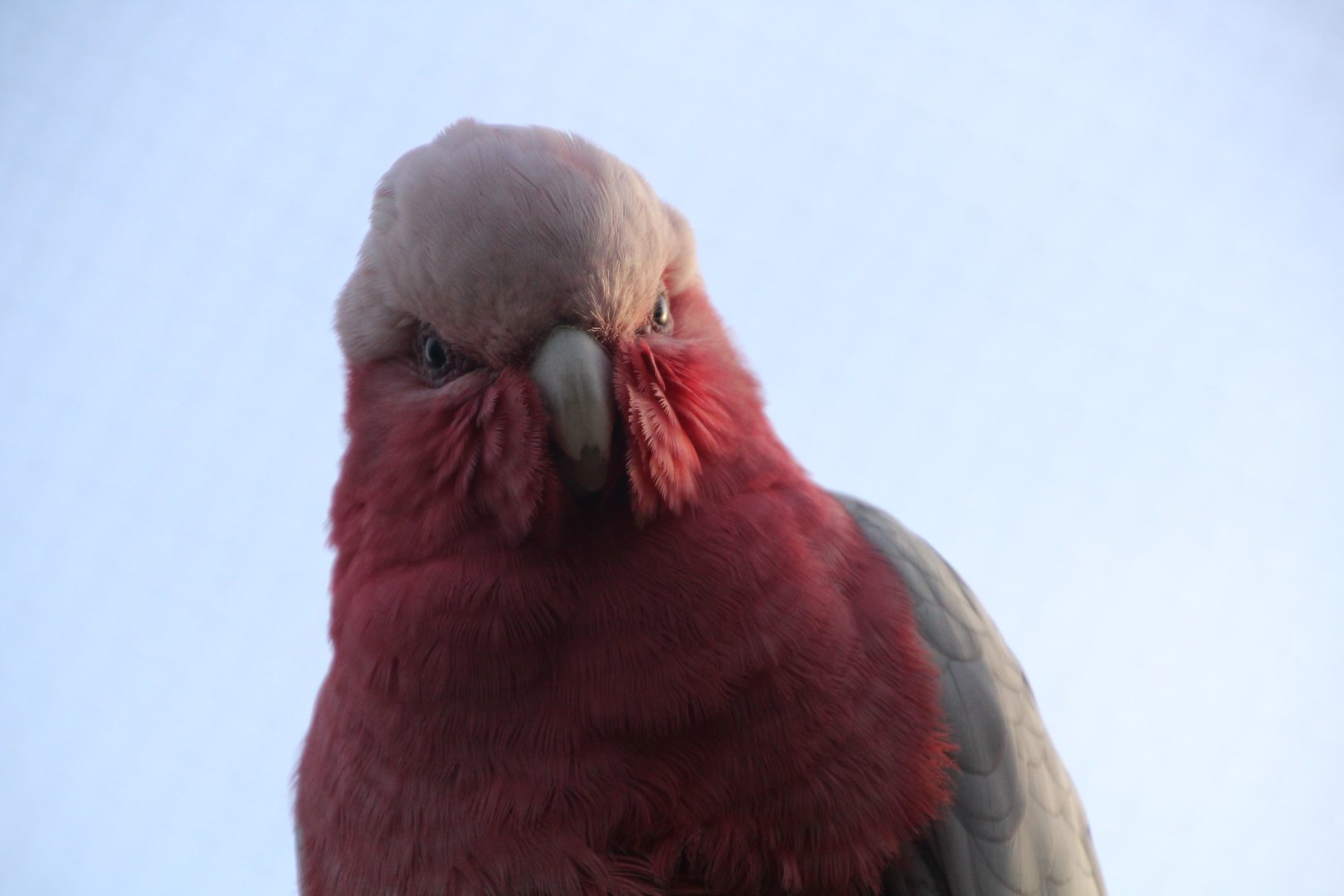 Galah