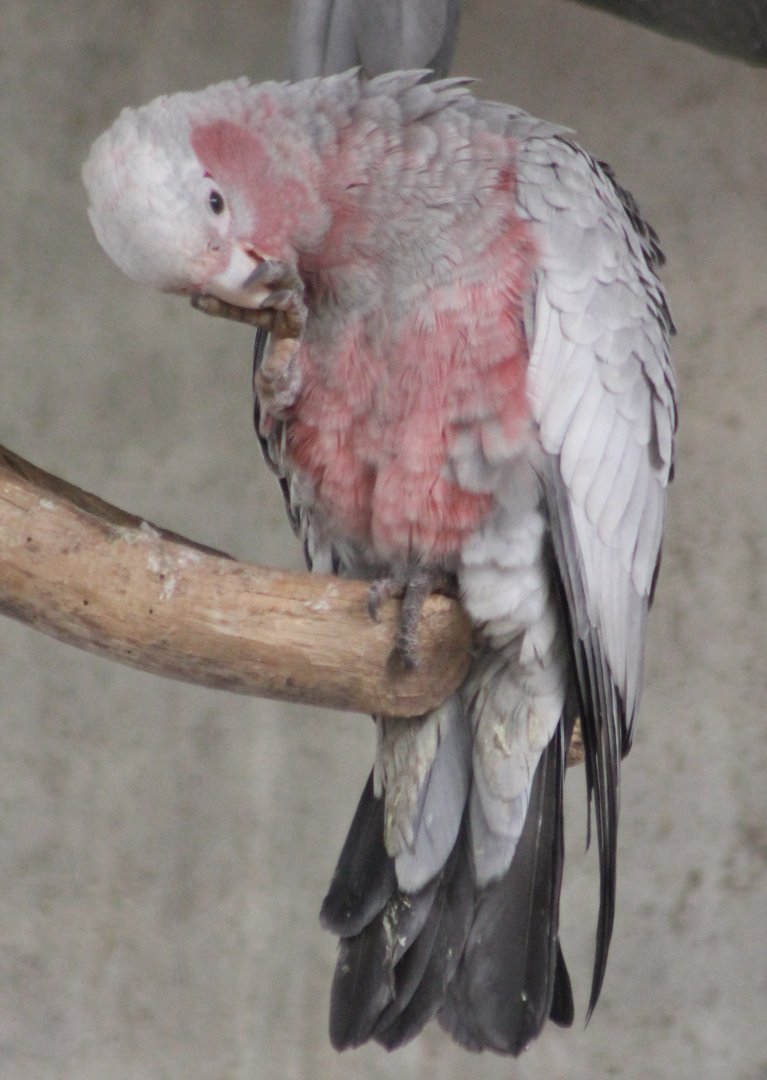 Galah