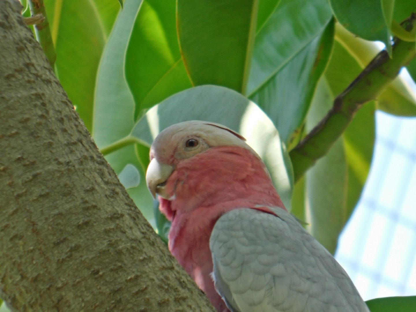 Galah